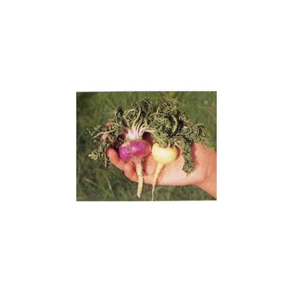 Cápsulas Maca Andina Ecológica 500 mg Marnys, 60 unidades