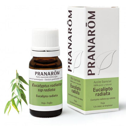 Aceite esencial Eucalipto radiata Pranarôm 10 ml