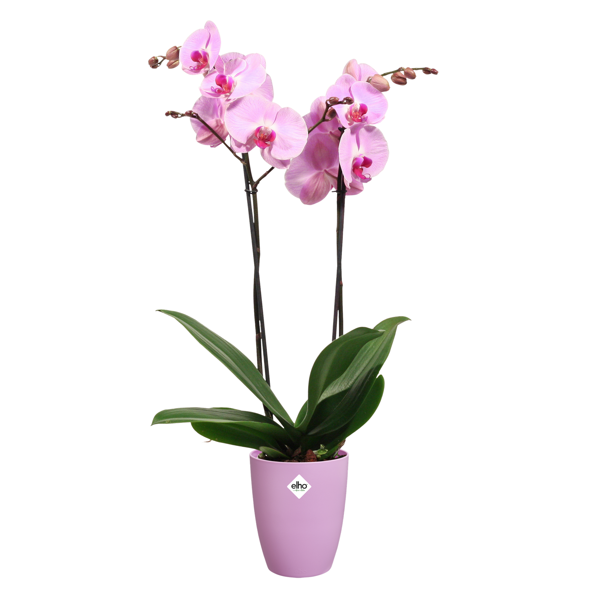 Macetero orquídeas Brussels High Elho vivid violet