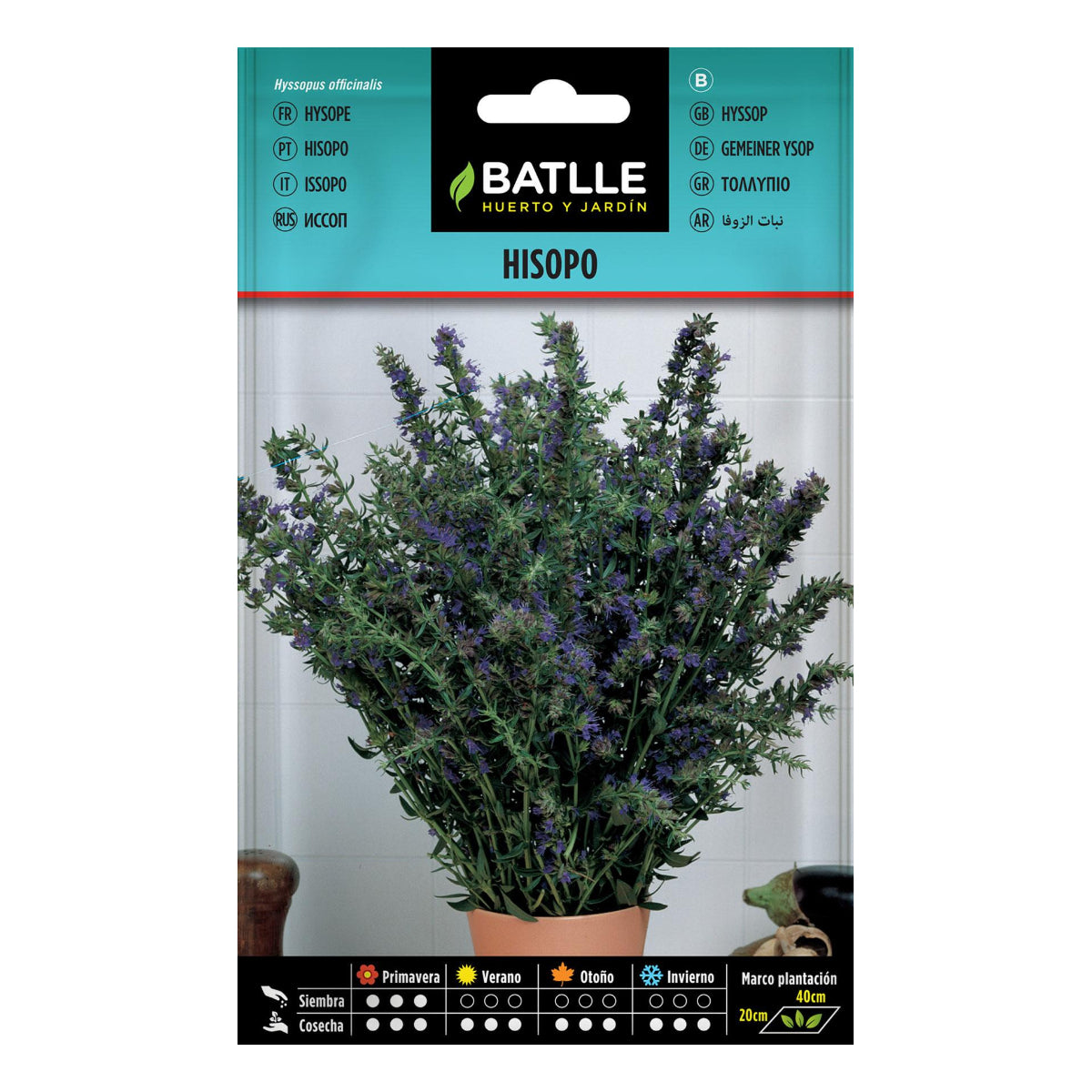 Semillas de Hisopo  Batlle
