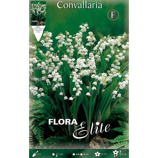 Bulbo Convallaria Muguet, Lirio de los Valles 10 uds