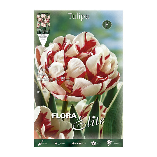 Bulbos Tulipán blanco rojo 10 uds